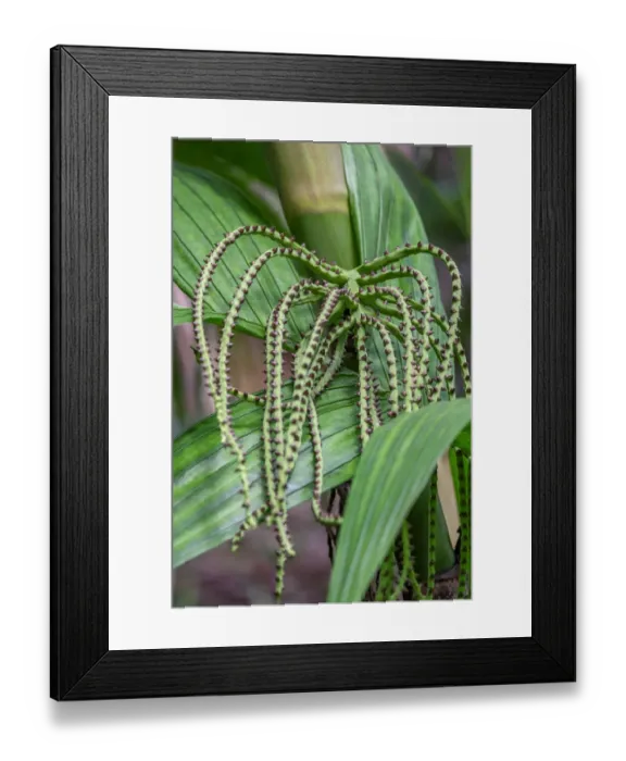 Framed Print : Flower of a Chamaedorea palm tree Framed Print : Flower of a Chamaedorea palm tree