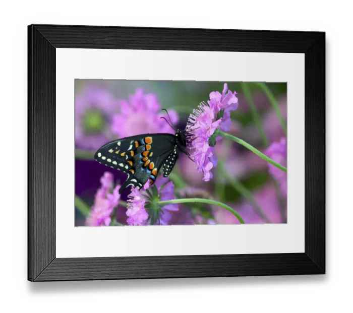 Framed Print : Black Swallowtail butterfly on Pincushion perennial flower. Sammamish, Washington State