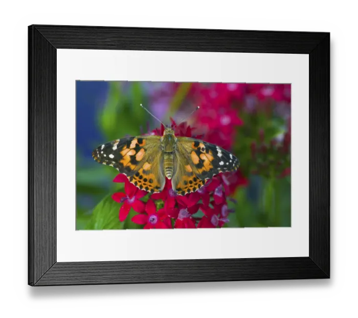 Framed Print : American Painted Lady butterfly on Penta, a subtropical plant that butterflies love to Framed Print : American Painted Lady butterfly on Penta, a subtropical plant that butterflies love to