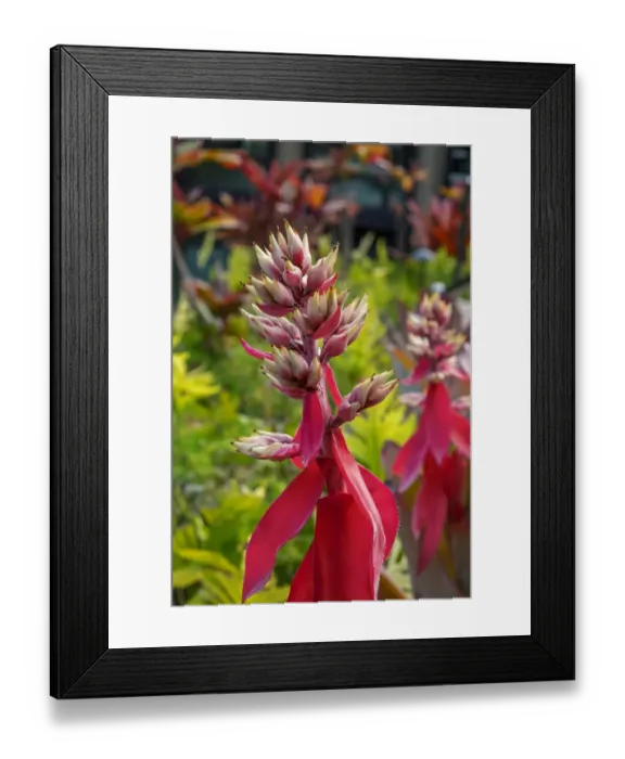 Framed Print : Flowering Aechmea plant Framed Print : Flowering Aechmea plant