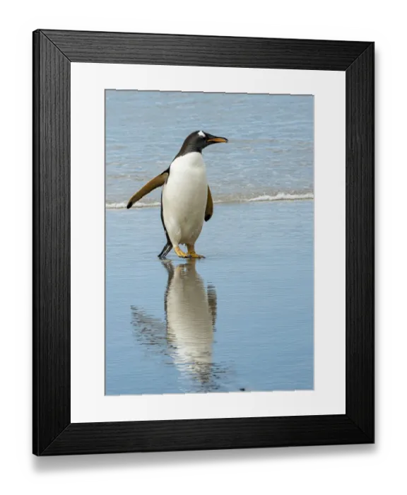 Framed Print : Antarctic, gentoo, penguin
