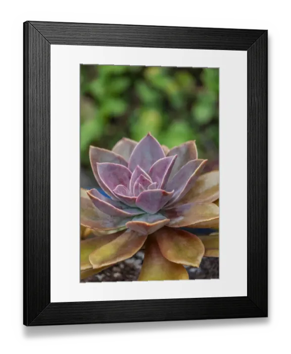 Framed Print : Ghost plant, succulent