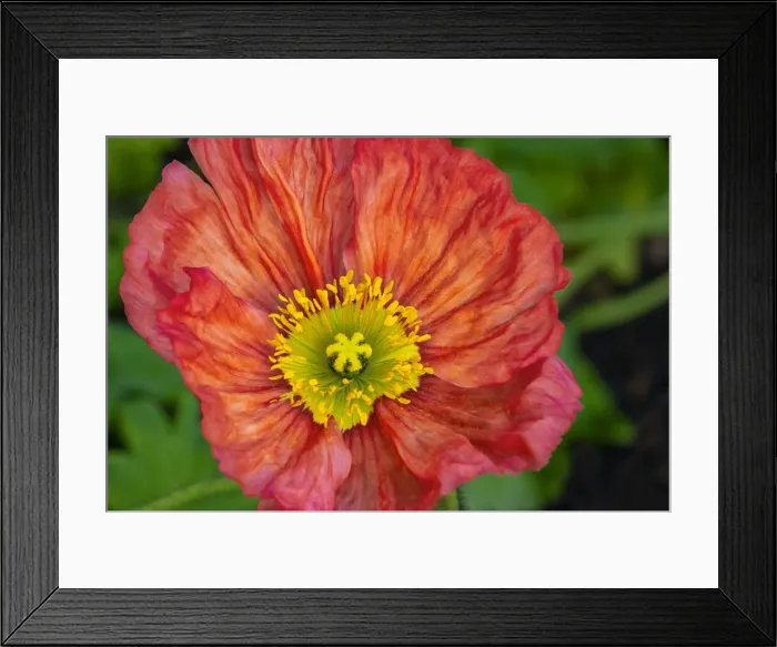 Framed Print : Orange poppy