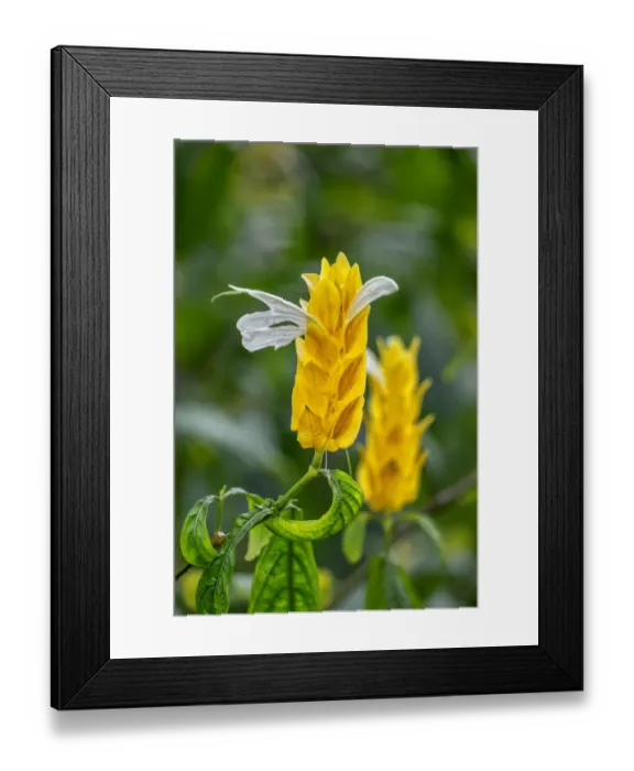 Framed Print : Golden Shrimp Plant, lollipop plant Framed Print : Golden Shrimp Plant, lollipop plant