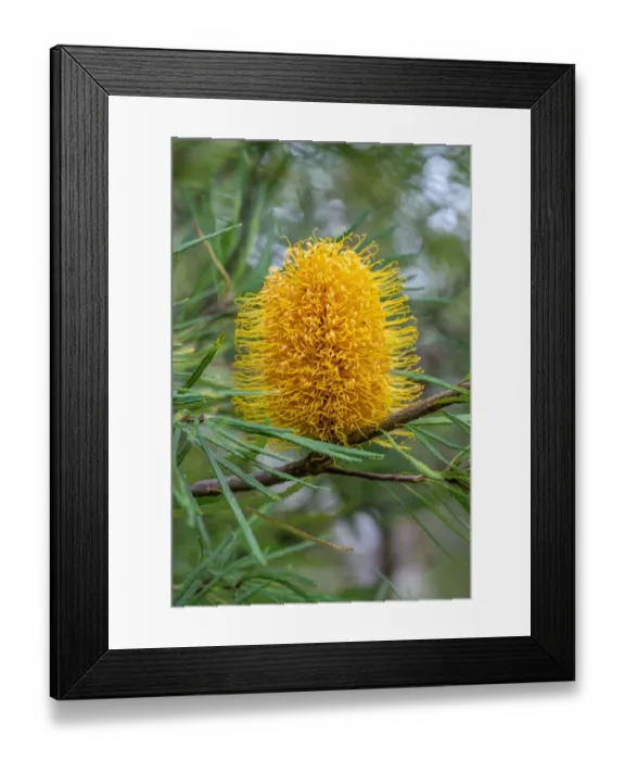 Framed Print : Golden Candlestick