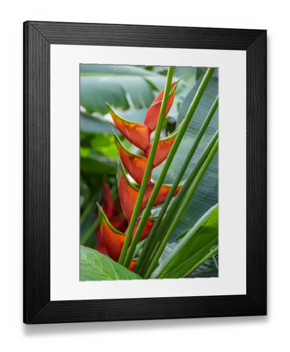 Framed Print : Heliconia Framed Print : Heliconia