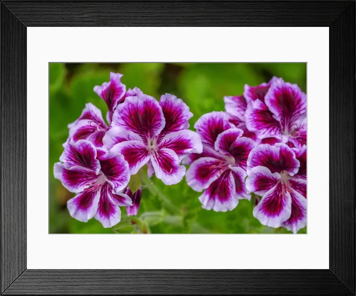 Framed Print : Gooseberry Geranium Framed Print : Gooseberry Geranium
