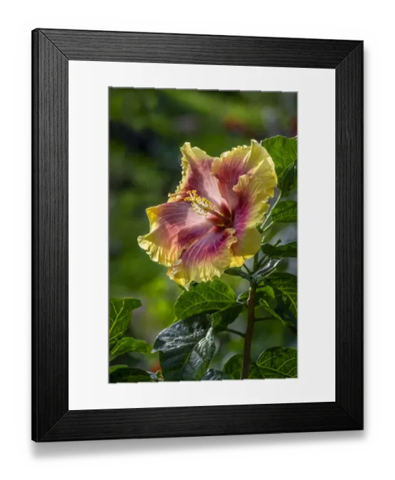 Framed Print : Hibiscus flower Framed Print : Hibiscus flower