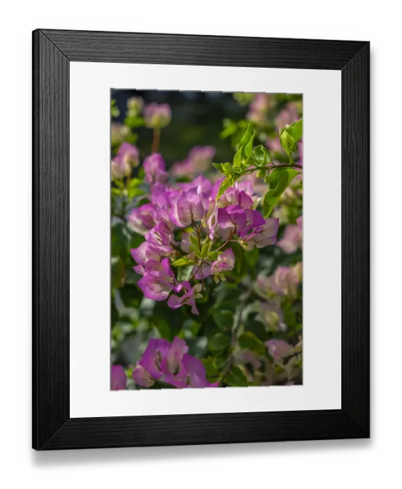 Framed Print : Bougainvillea