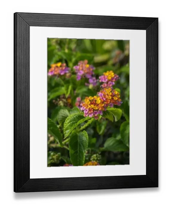 Framed Print : Multi-colored Lantana Framed Print : Multi-colored Lantana