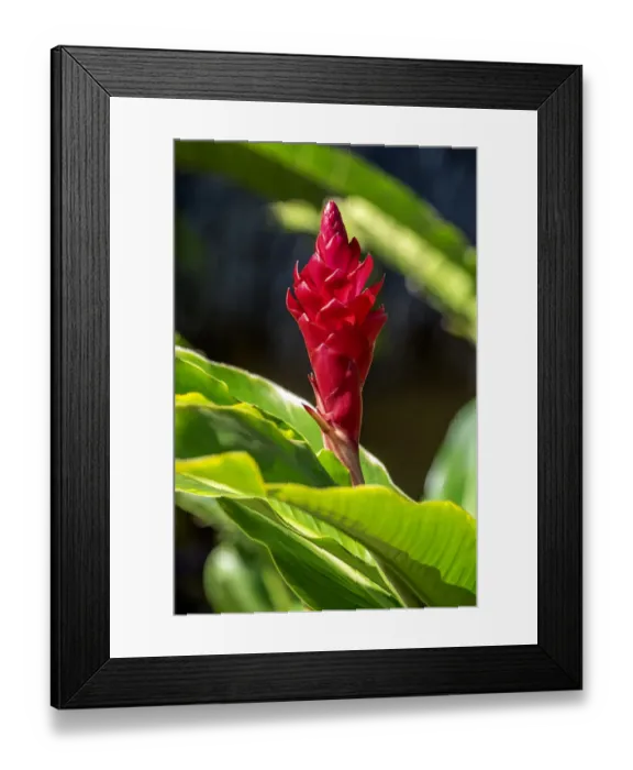 Framed Print : Red Ginger plant Framed Print : Red Ginger plant