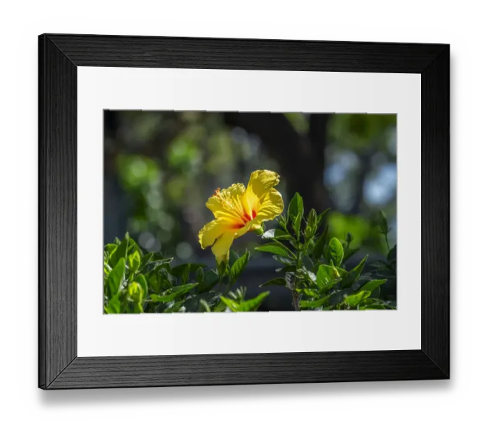 Framed Print : Yellow Hibiscus