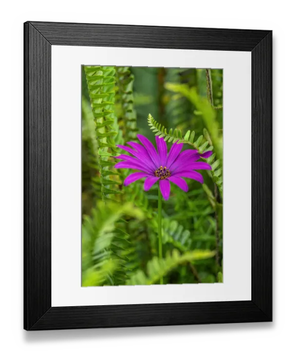 Framed Print : African daisy Framed Print : African daisy