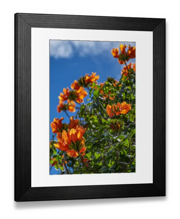 Framed Print : African tulip tree