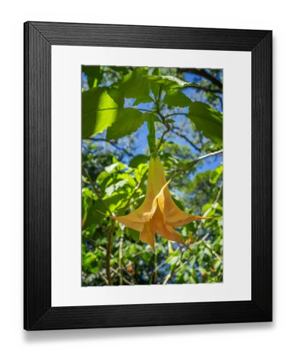 Framed Print : Angels Trumpet flower Framed Print : Angels Trumpet flower