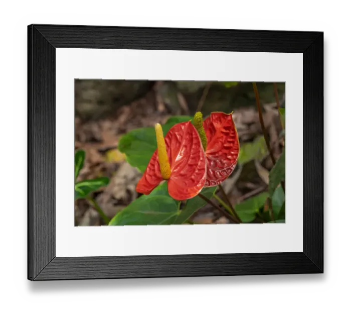 Framed Print : Anthurium Framed Print : Anthurium