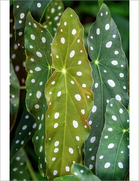 Begonia Maculata, Polka dot Begonia