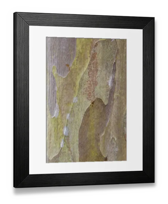 Framed Print : Bark of Crape Myrtle tree Framed Print : Bark of Crape Myrtle tree