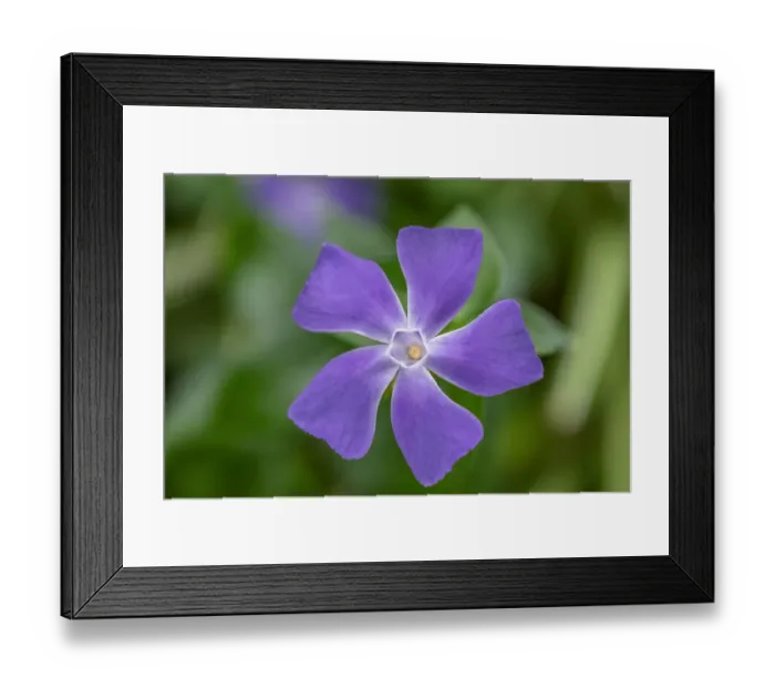 Framed Print : Bigleaf Periwinkle