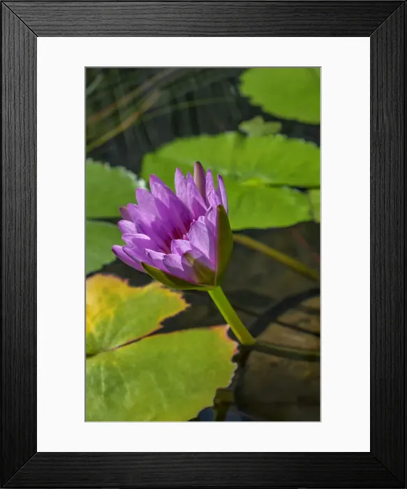 Framed Print : Blue Cape Water lily Framed Print : Blue Cape Water lily