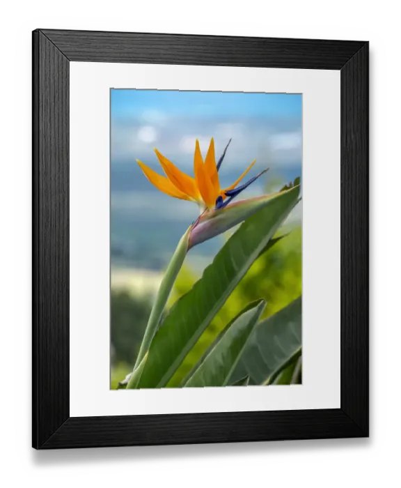 Framed Print : Bird of Paradise