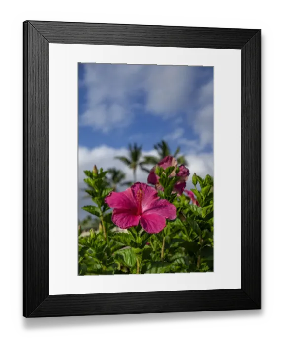 Framed Print : Hibiscus Framed Print : Hibiscus
