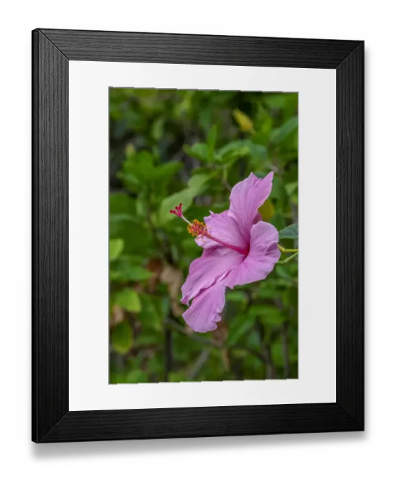 Framed Print : Hibiscus Framed Print : Hibiscus