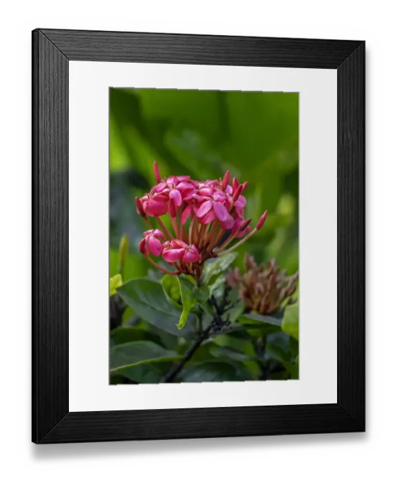Framed Print : Ixora coccinea