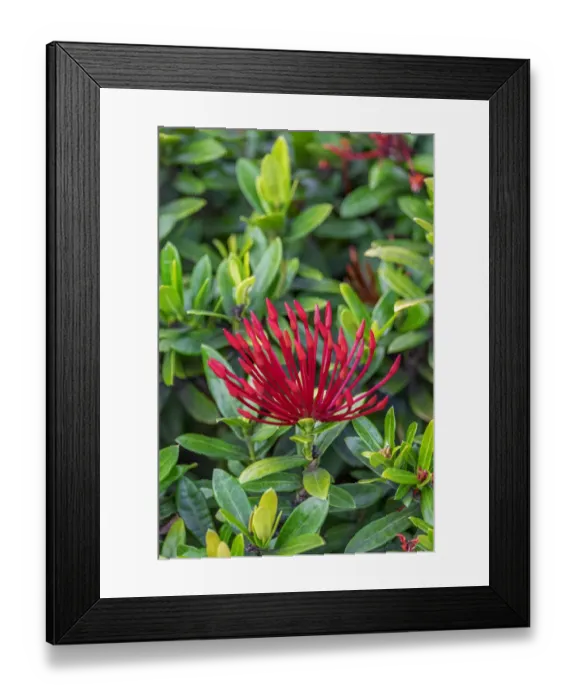 Framed Print : Jungle flame Framed Print : Jungle flame