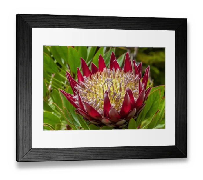Framed Print : King Protea flower Framed Print : King Protea flower