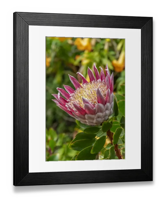Framed Print : King Protea flower Framed Print : King Protea flower