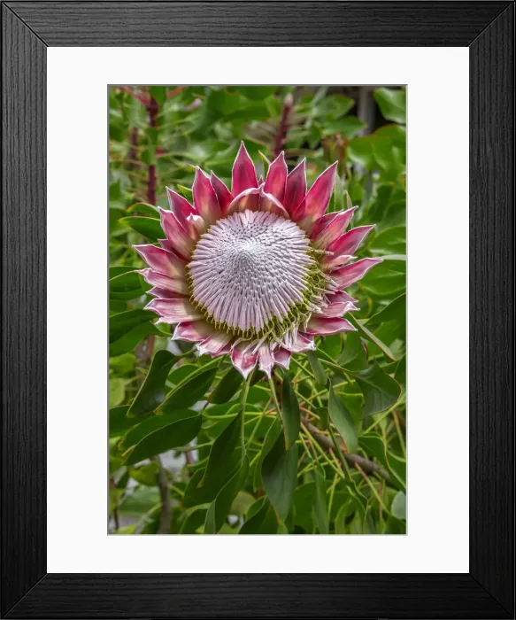 Framed Print : King Protea flower