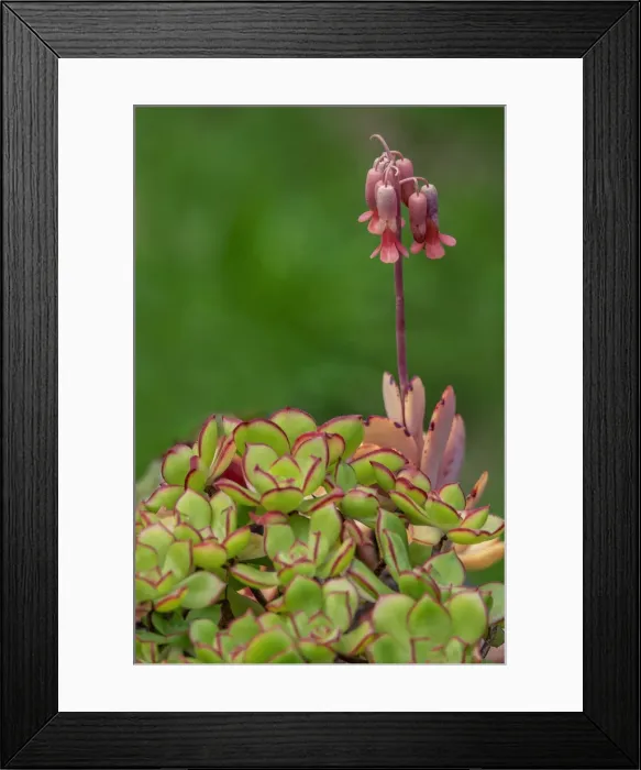 Framed Print : Lavender Scallops, succulent Framed Print : Lavender Scallops, succulent