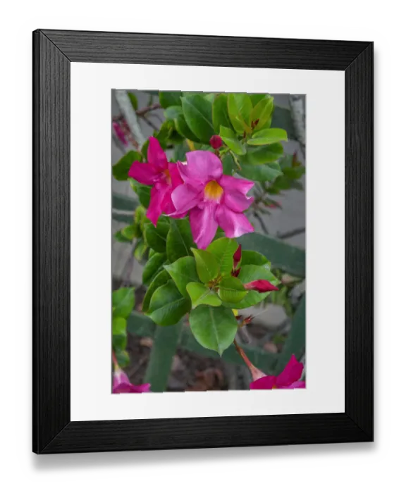Framed Print : Mandevilla, Mexican love vine