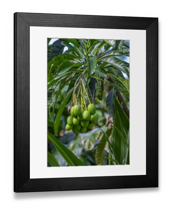 Framed Print : Mango fruit tree