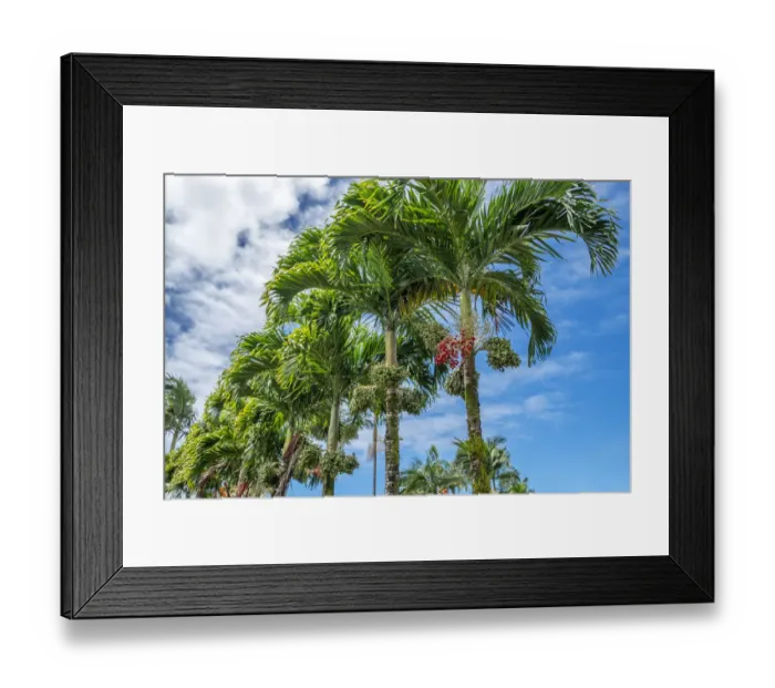 Framed Print : Manila Palm trees