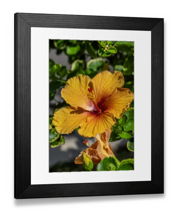 Framed Print : Orange Hibiscus Framed Print : Orange Hibiscus