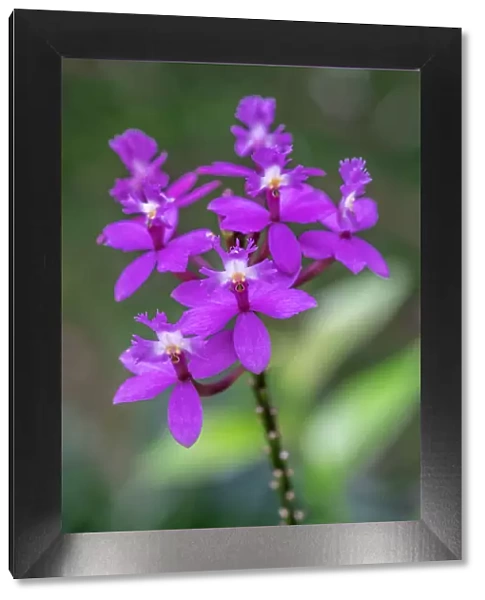 Orchid, Epidendrum