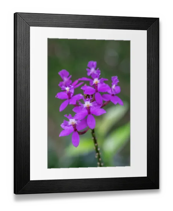 Framed Print : Orchid, Epidendrum Framed Print : Orchid, Epidendrum