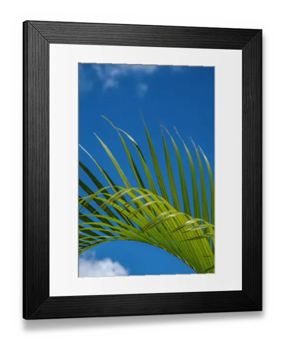 Framed Print : Palm frond Framed Print : Palm frond