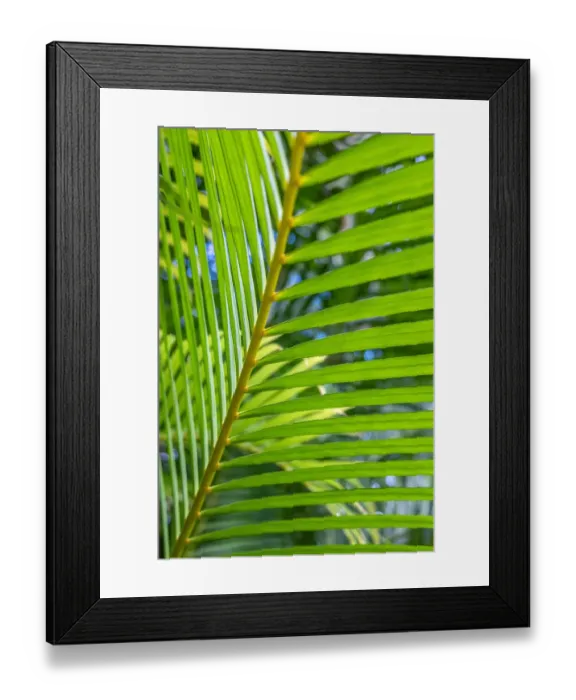Framed Print : Palm frond Framed Print : Palm frond