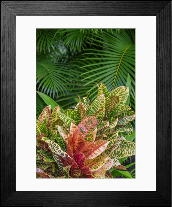 Framed Print : Palm fronds and Croton plants Framed Print : Palm fronds and Croton plants