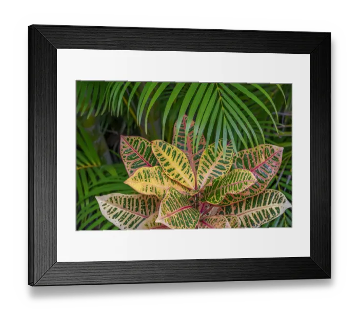 Framed Print : Palm fronds and Croton plants