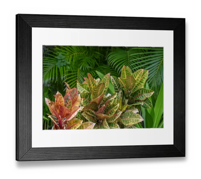 Framed Print : Palm fronds and Croton plants Framed Print : Palm fronds and Croton plants