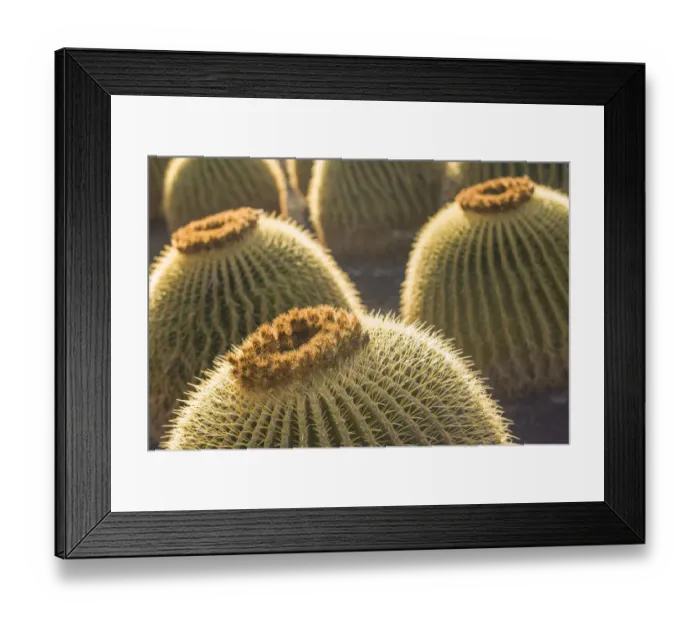 Framed Print : Spain, Canary Islands, Fuerteventura Island, Caleta de Fuste, beachfront cactus Framed Print : Spain, Canary Islands, Fuerteventura Island, Caleta de Fuste, beachfront cactus