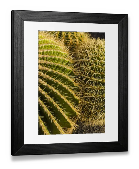 Framed Print : Spain, Canary Islands, Fuerteventura Island, Caleta de Fuste, beachfront cactus