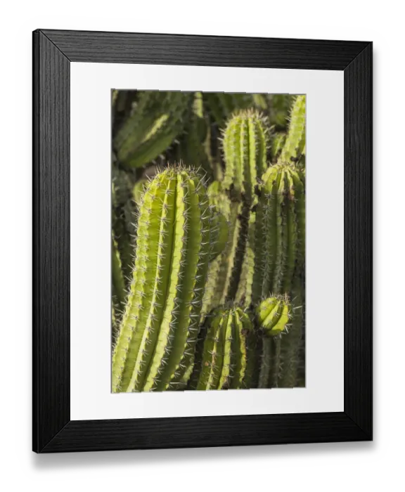 Framed Print : Spain, Canary Islands, Fuerteventura Island, Caleta de Fuste, beachfront cactus Framed Print : Spain, Canary Islands, Fuerteventura Island, Caleta de Fuste, beachfront cactus
