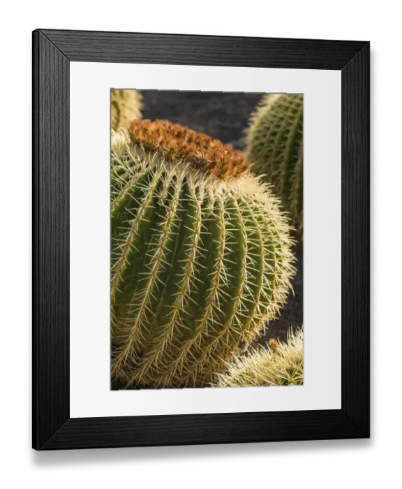 Framed Print : Spain, Canary Islands, Fuerteventura Island, Caleta de Fuste, beachfront cactus Framed Print : Spain, Canary Islands, Fuerteventura Island, Caleta de Fuste, beachfront cactus