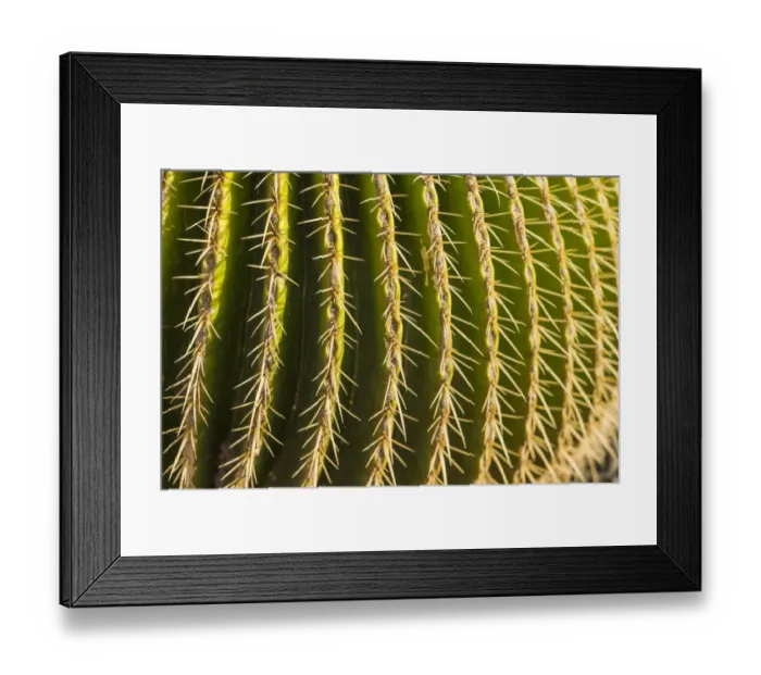 Framed Print : Spain, Canary Islands, Fuerteventura Island, Caleta de Fuste, beachfront cactus Framed Print : Spain, Canary Islands, Fuerteventura Island, Caleta de Fuste, beachfront cactus