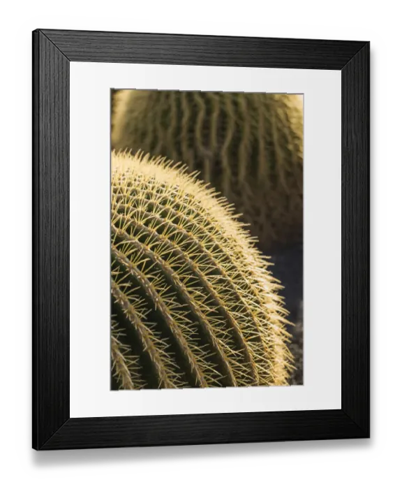 Framed Print : Spain, Canary Islands, Fuerteventura Island, Caleta de Fuste, beachfront cactus Framed Print : Spain, Canary Islands, Fuerteventura Island, Caleta de Fuste, beachfront cactus